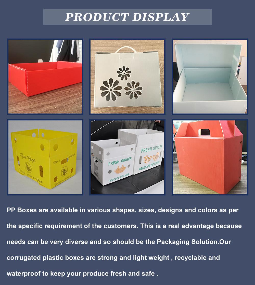 Collapsible PP Corrugated Plastic Danpla Box Coroplast Polypropylene Hollow Plastic Sheet Crates Corrugated Storage Polionda Box Fresh Ginger Box Asparagus Box