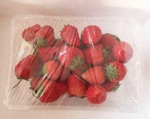 Transparent Pet Plastic Disposable Fruits Tray