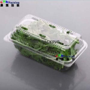 PLA Pet Vegetable Lettuce Herbs Clamshell Packaging Container