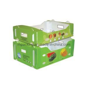 Four Open Box/Corrugated Plastic Box/Folding Box with Nails Deep Processing White Colour 3mm 4mm 5mm