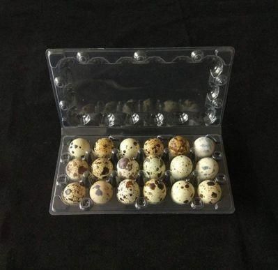 Clear Plastic Quail Egg Tray Packaging Carton Box