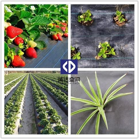 Black PP Tree Weed Mat Plastic Ground Cover PP Woven Weed Control Mat