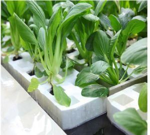 Soilless Cultivation Indoor System