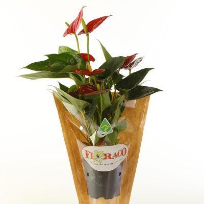 Cheap Printed Eco-Friendly Plants / Herbs Packing Paper Bags Kraft Paper Flower Packing Paper Packaging