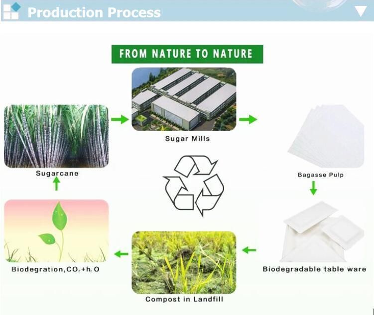 Eco Friendly 8*8 9*9 7*5 Inch 3 Compartments Compostable Bagasse Sugarcane Pulp Disposable Biodegradable Meal Food Box Compostable Clamshell Hamburger Tableware