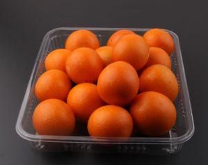 Clear Plastic Container Disposable Pet to Go Box for Fruits
