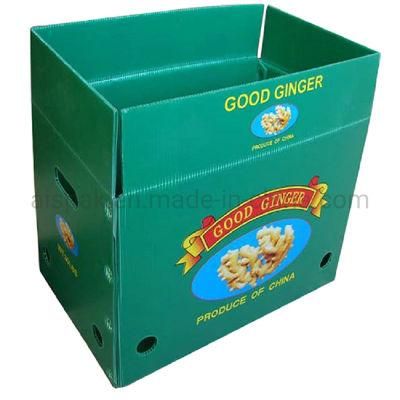Fresh Corn Ginger Bean Okra Asparagus Packing Coroplast Box