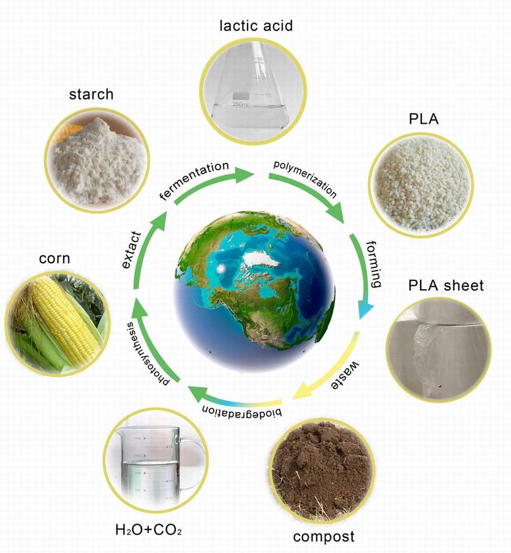 Food Grade Moulded 100% Biodegradable PLA Fast Food Serving Tray